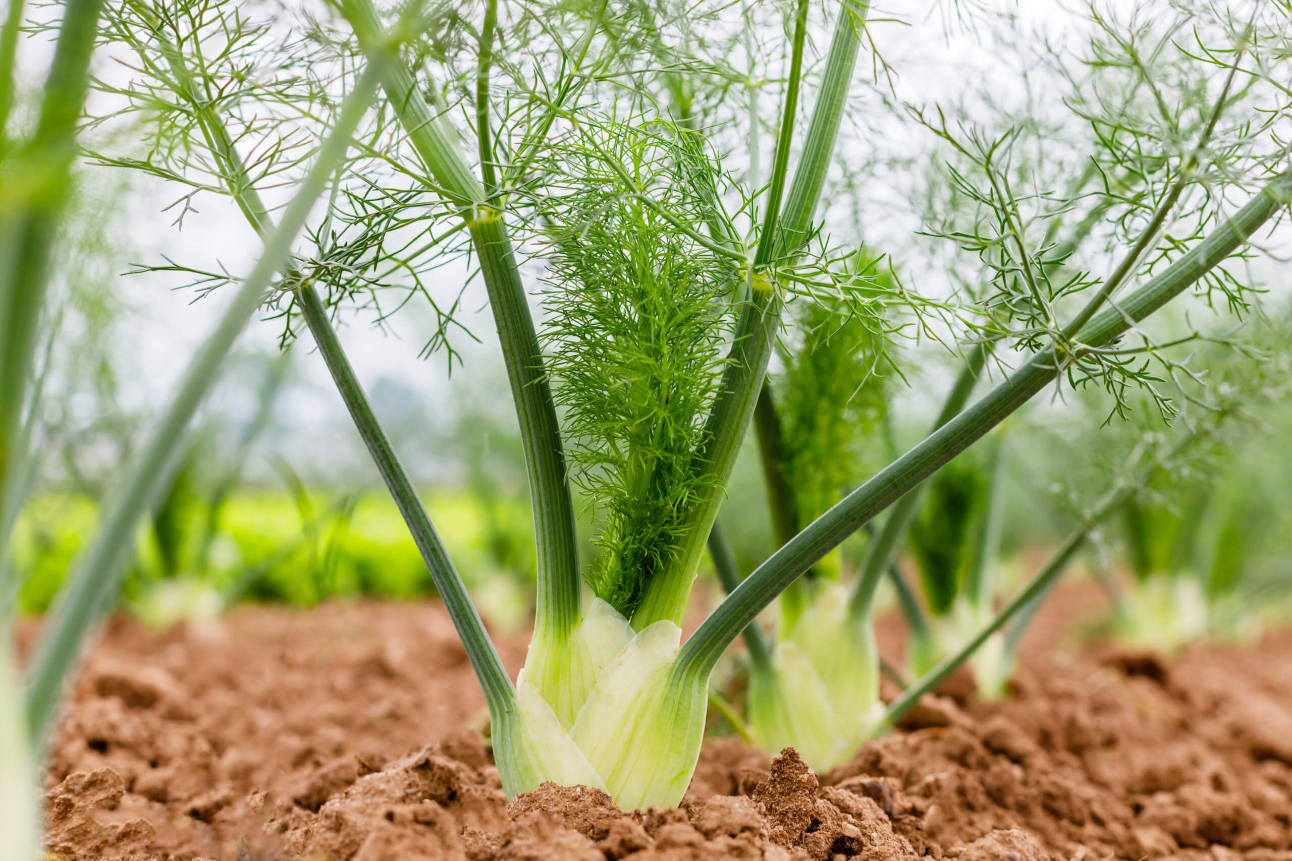 10 Easy Steps How To Grow Fennel - The Gardening Dad