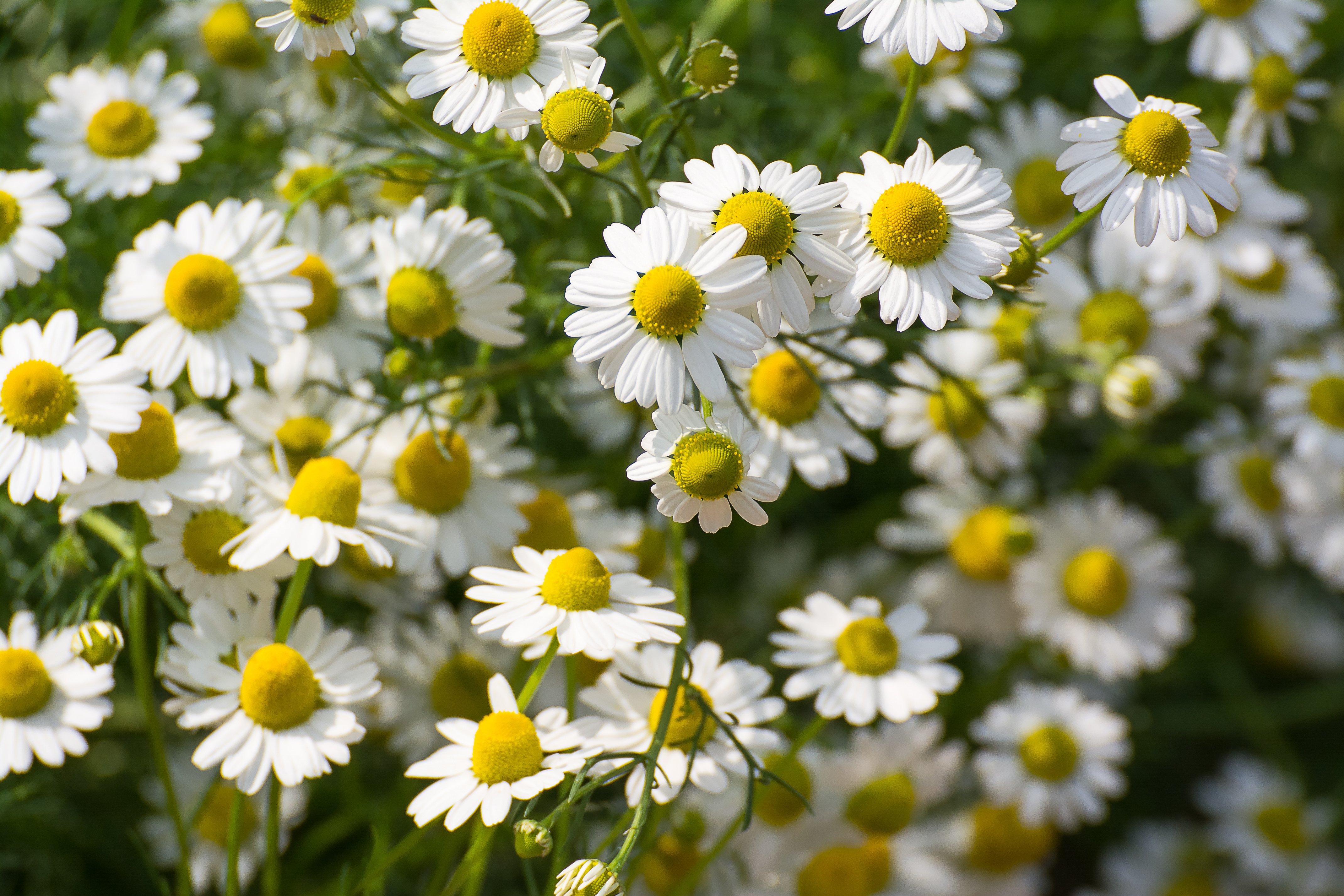 10 Easy Tips How to Grow Chamomile The Gardening Dad