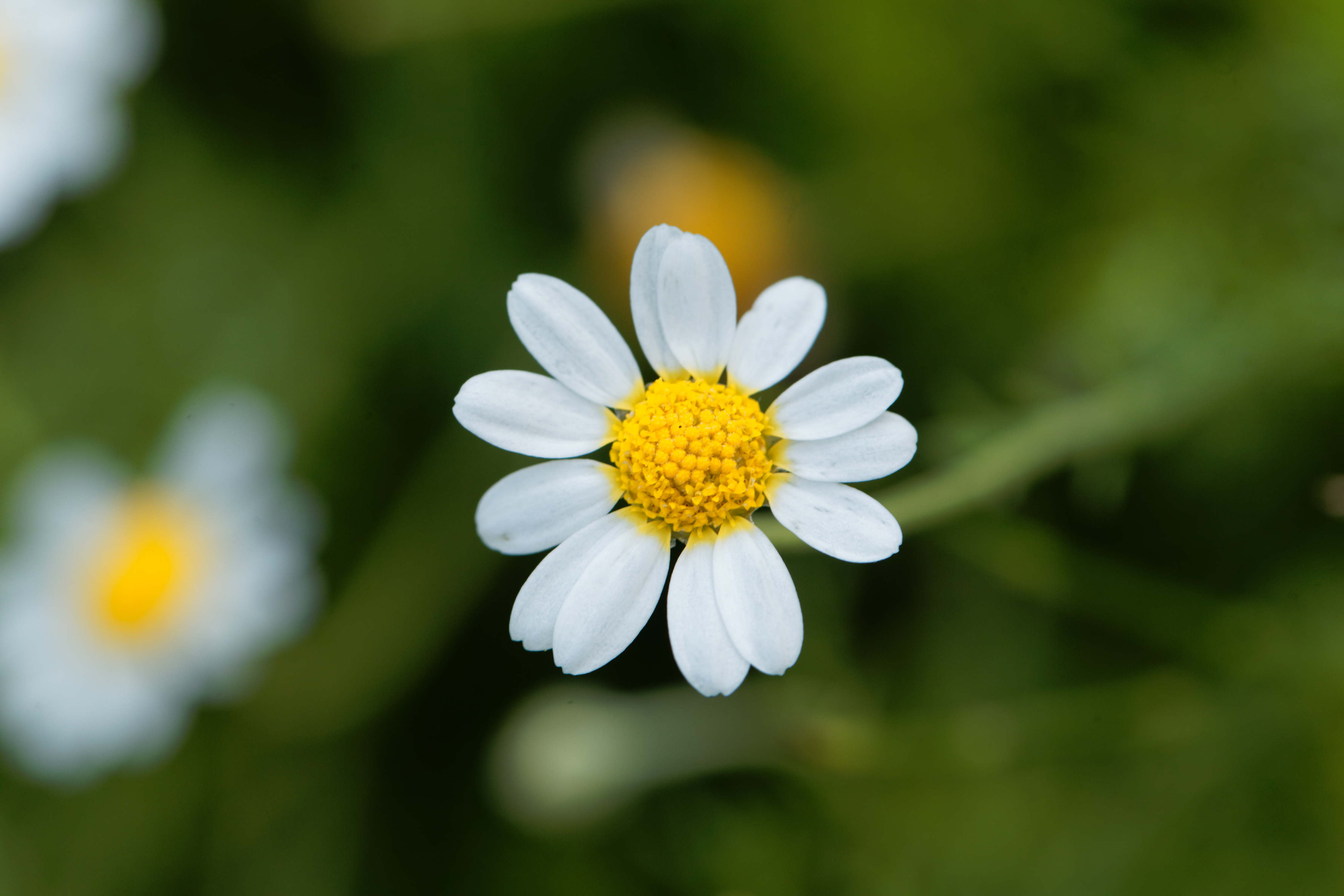 Roman Chamomile