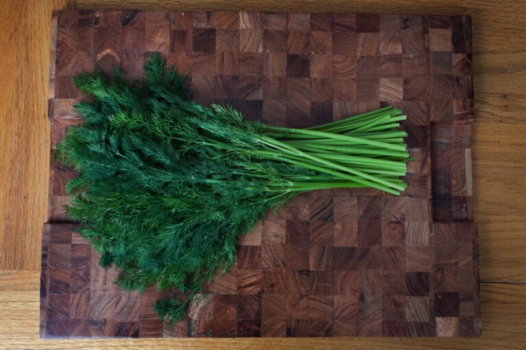 10 Quick Tips How to Grow Dill from Seed The Gardening Dad