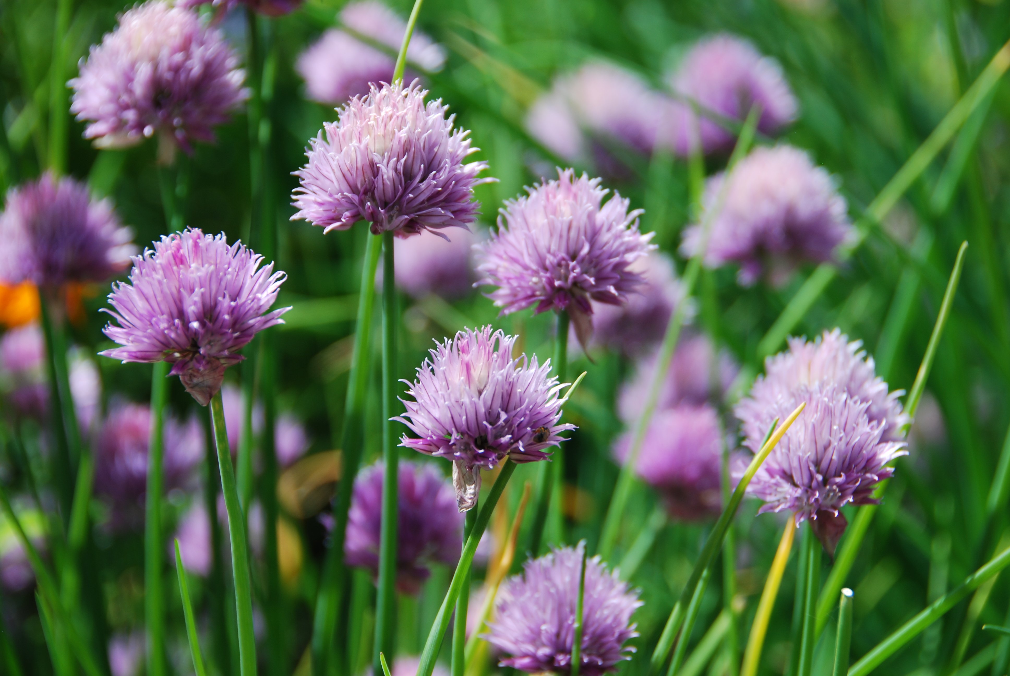 common chive