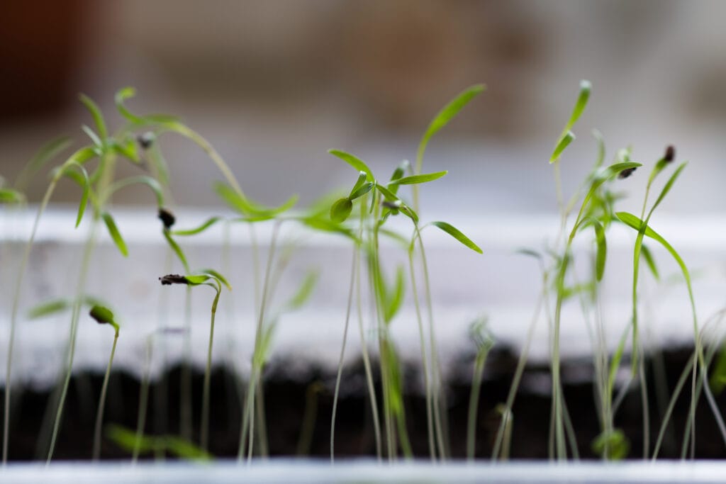 dill from seed