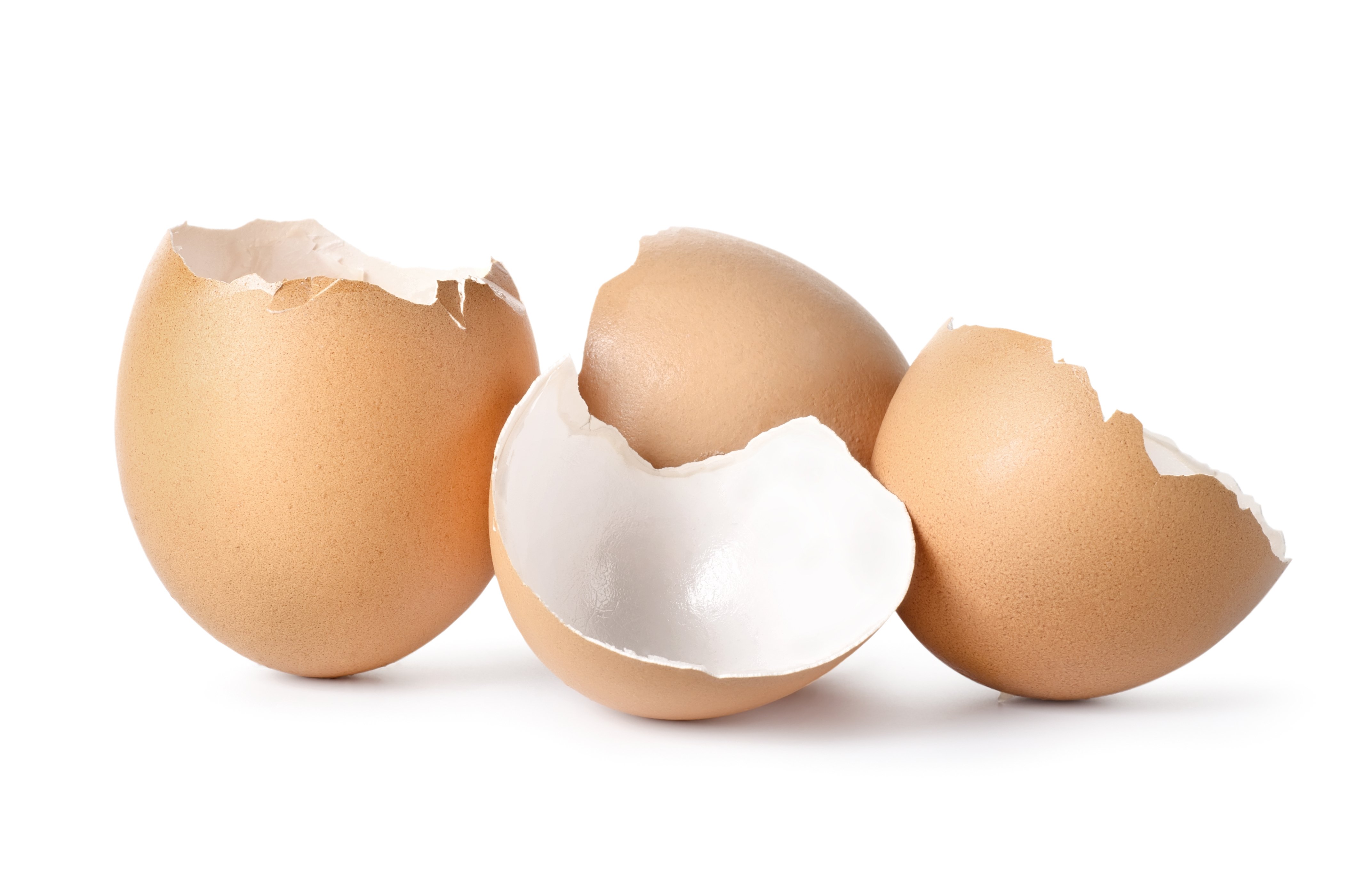 egg shells