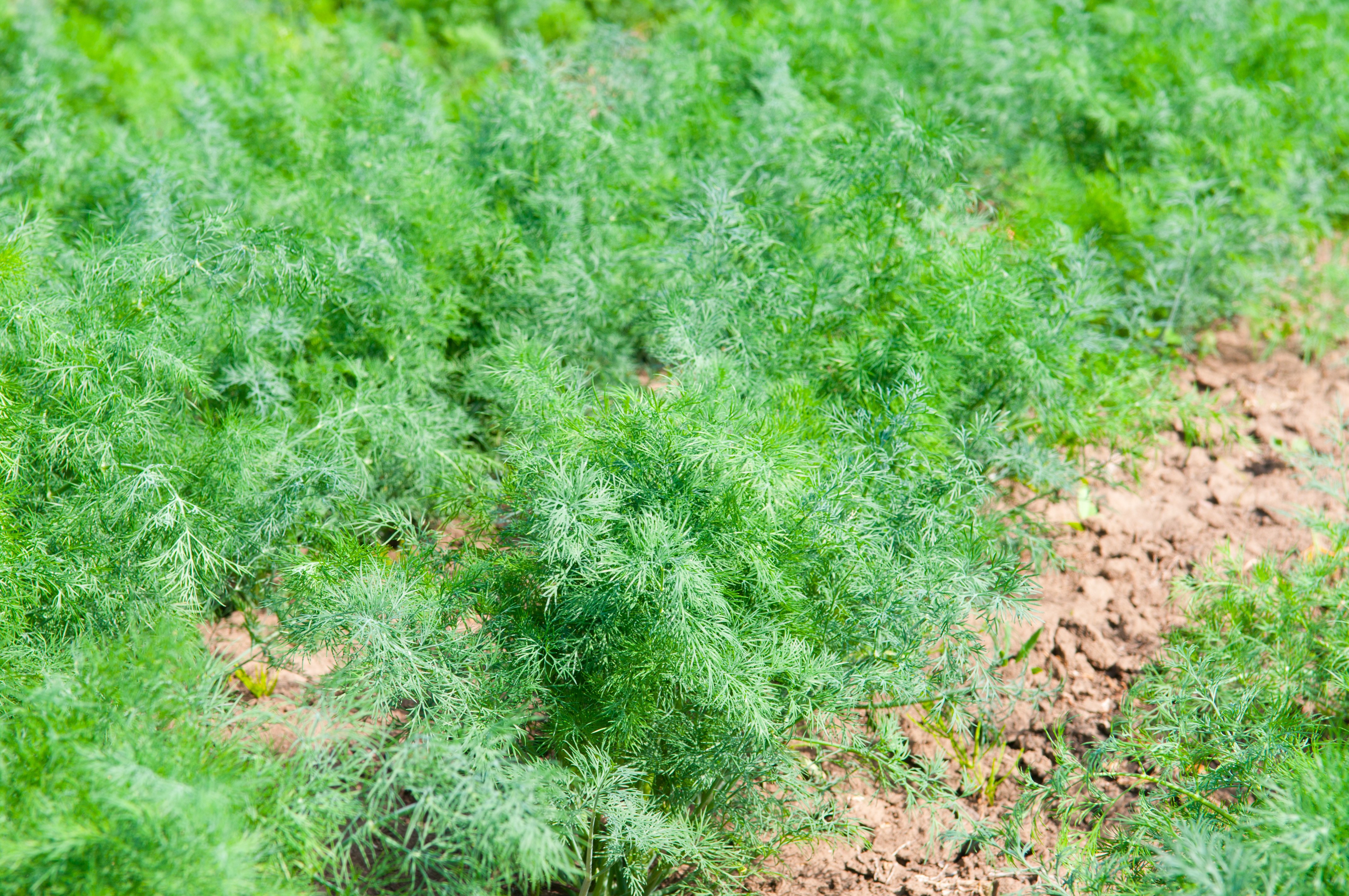 fernleaf dill