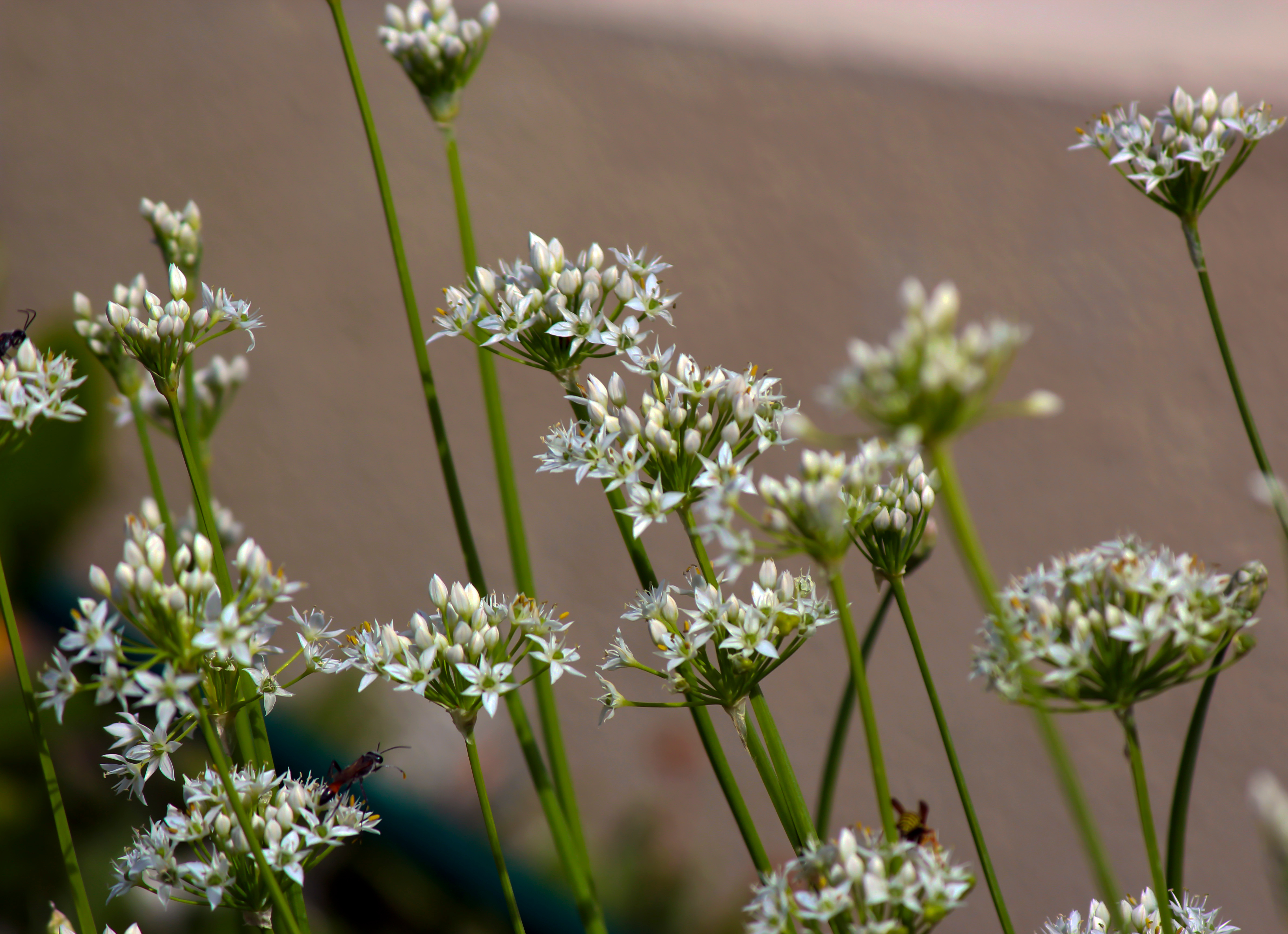 garlic chives