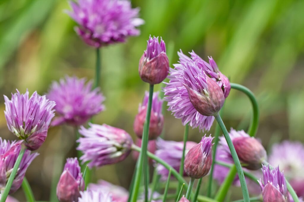 giant siberian chives