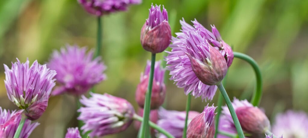 giant siberian chives