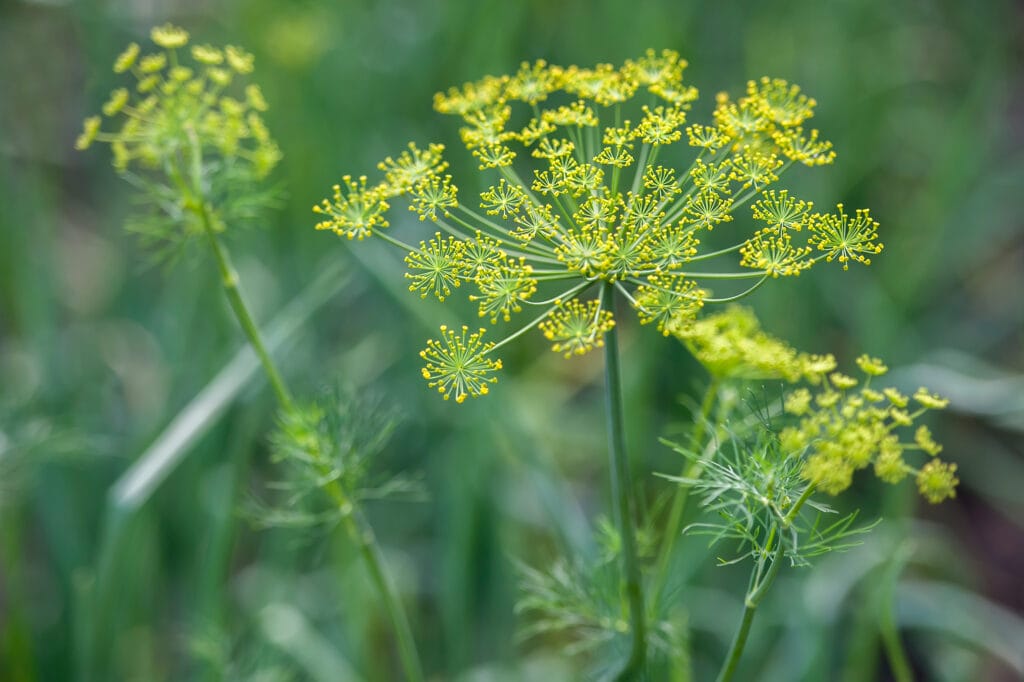 growing dill