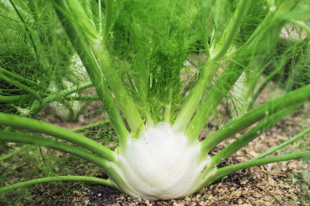 growing fennel