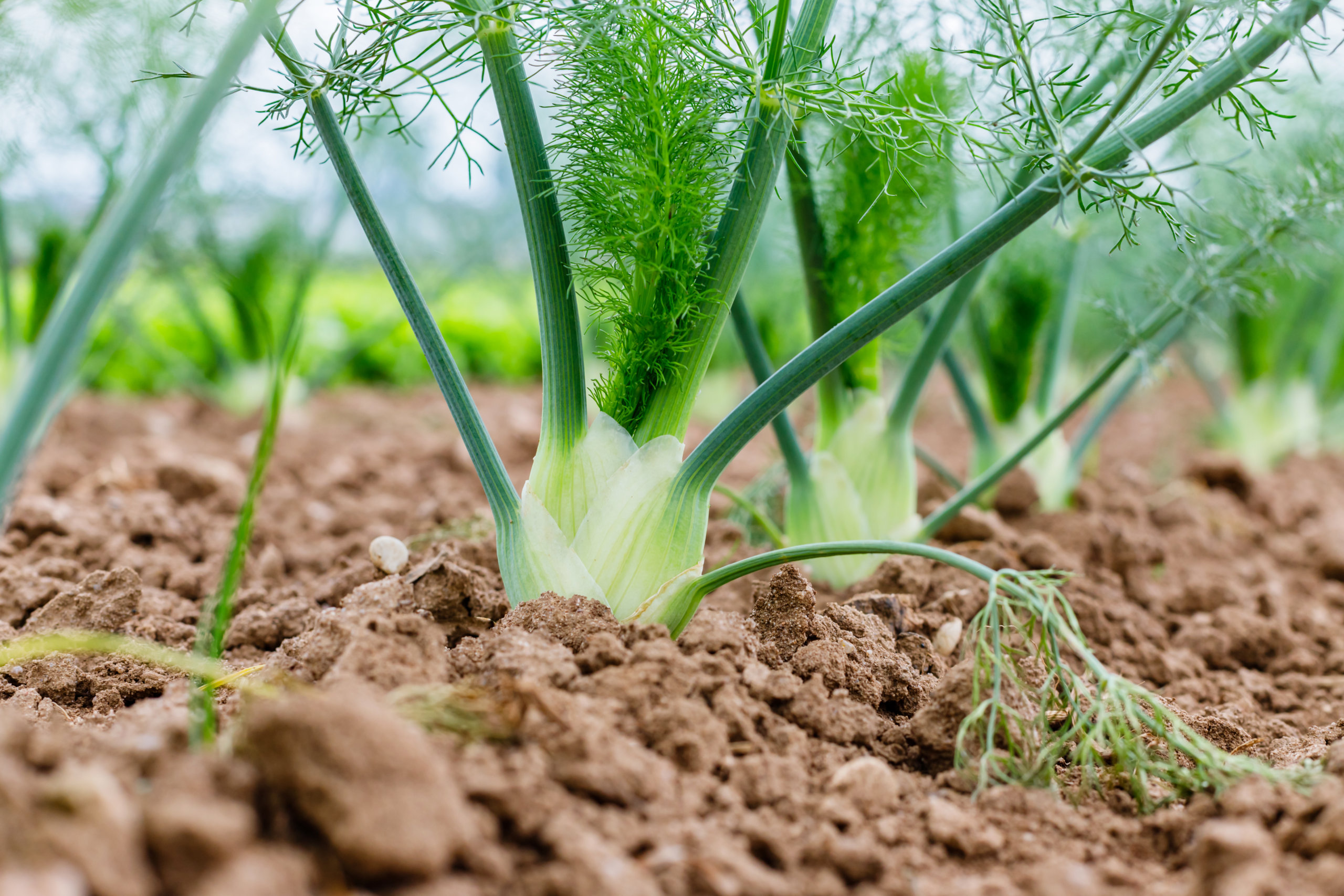 10 Easy Steps How To Grow Fennel - The Gardening Dad