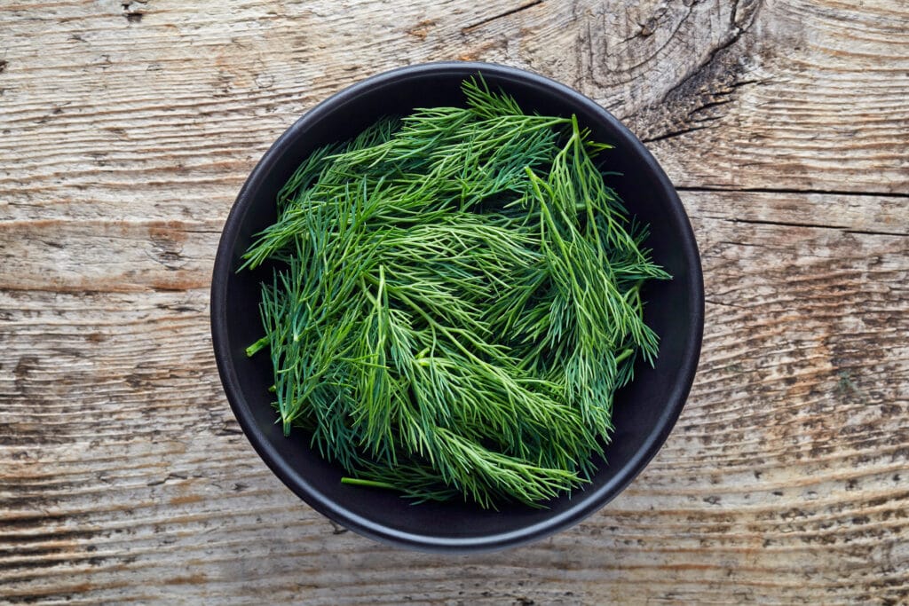 harvested dill