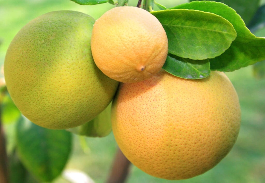 pomelo grapefruit 2