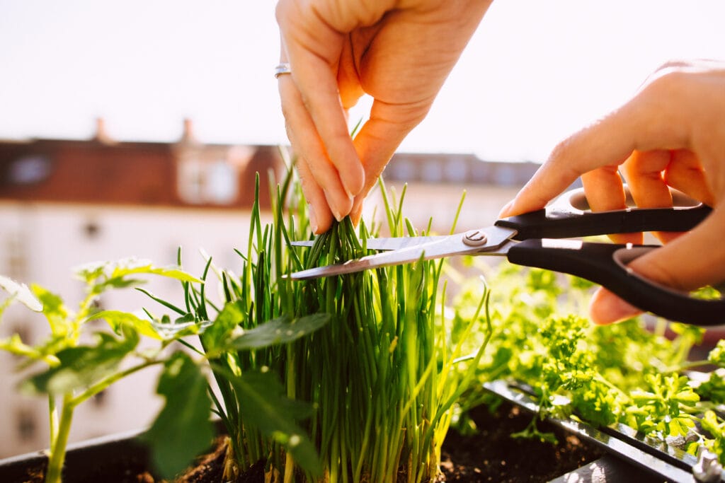 chive care