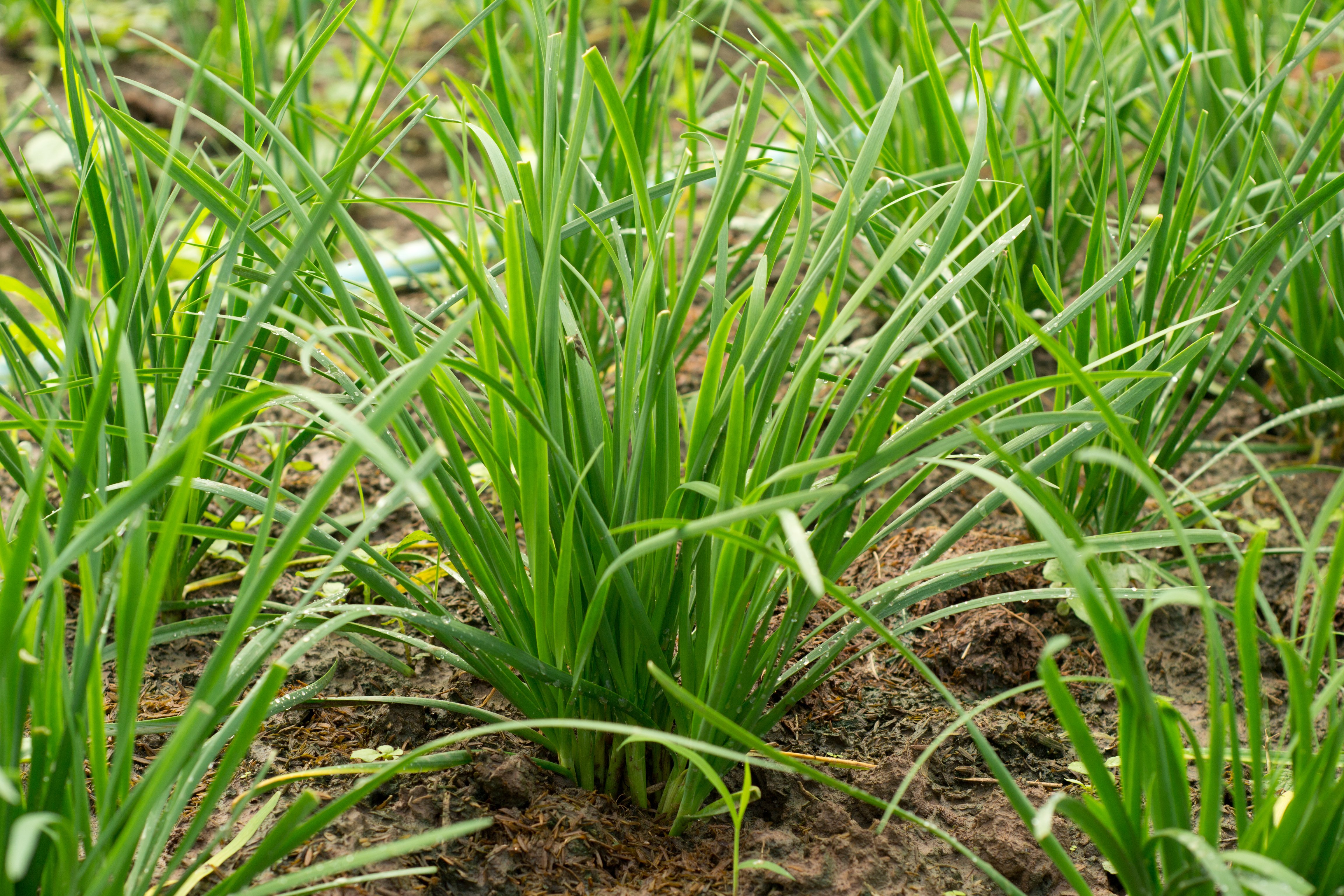 how to grow chives from seed