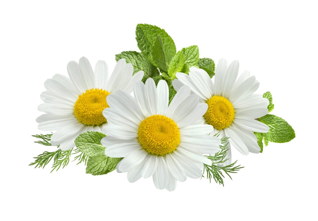 chamomile