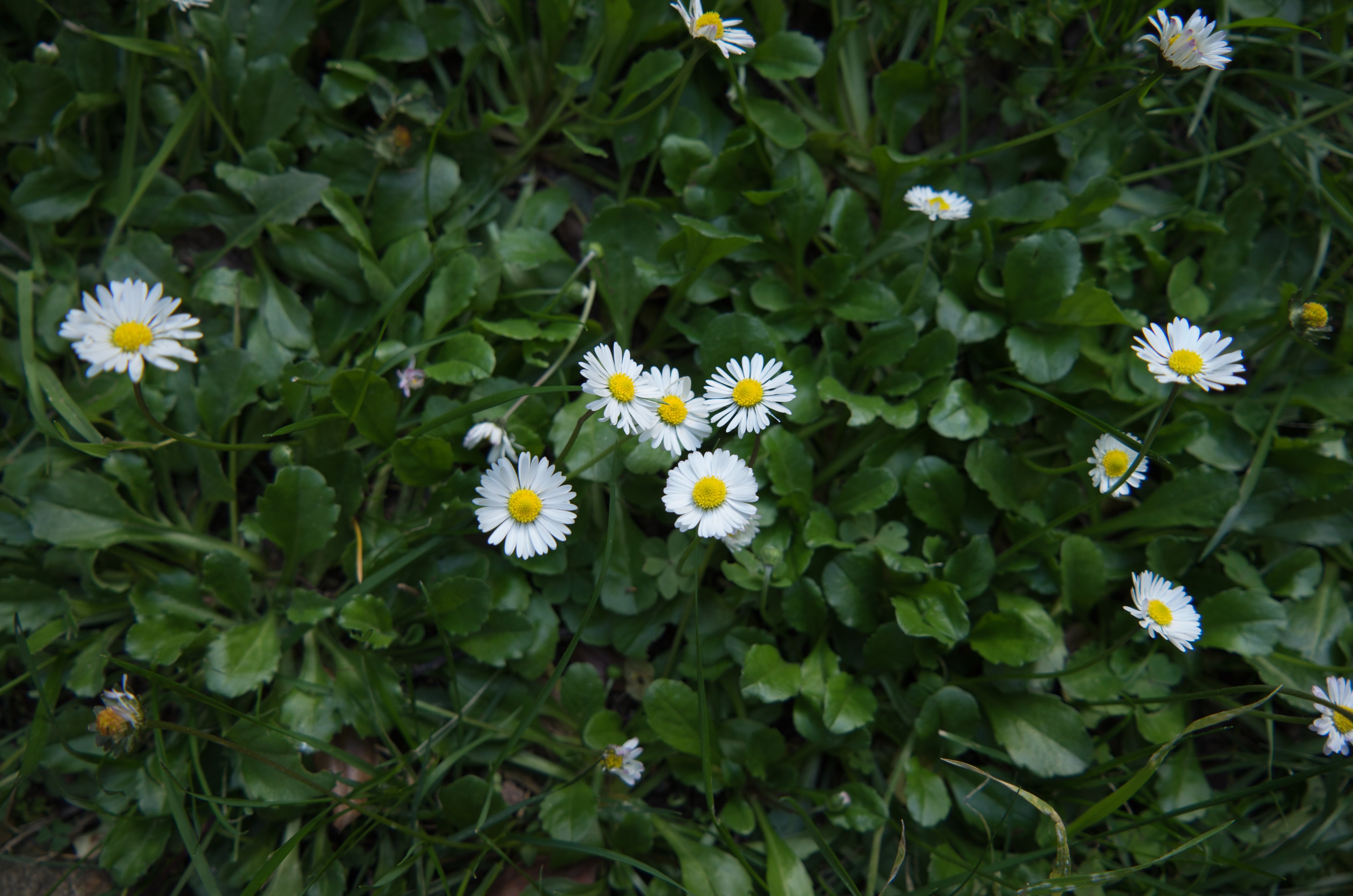 Growing Chamomile 2