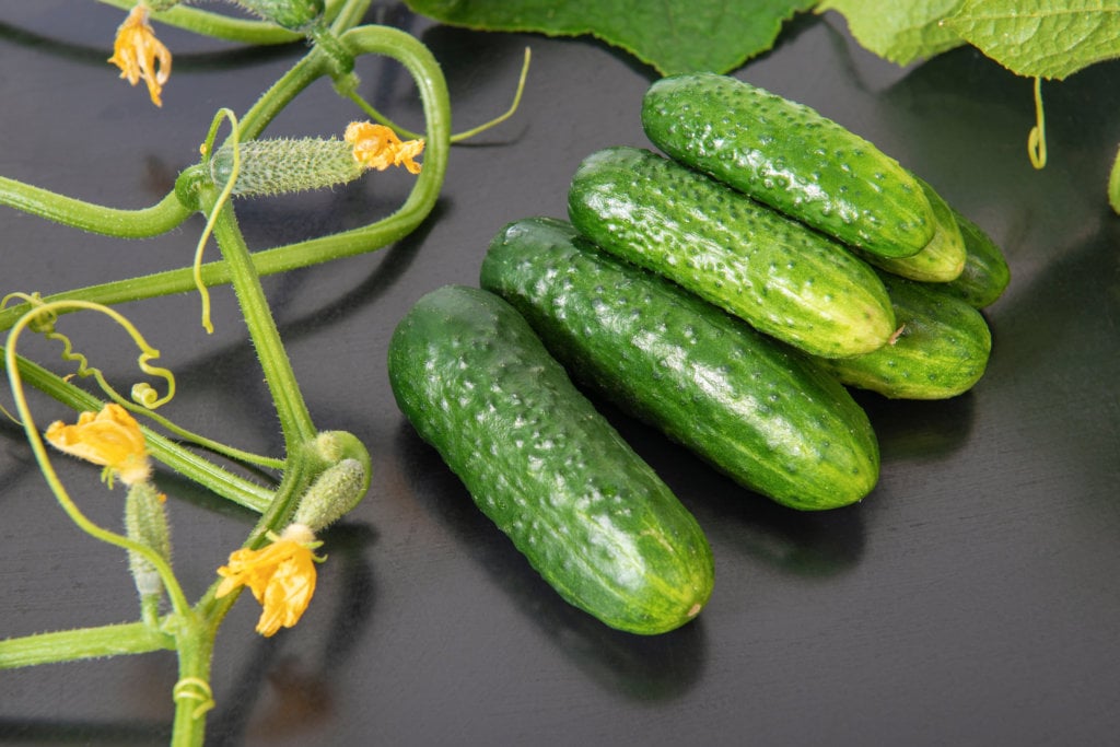 How to Grow Garden Cucumbers
