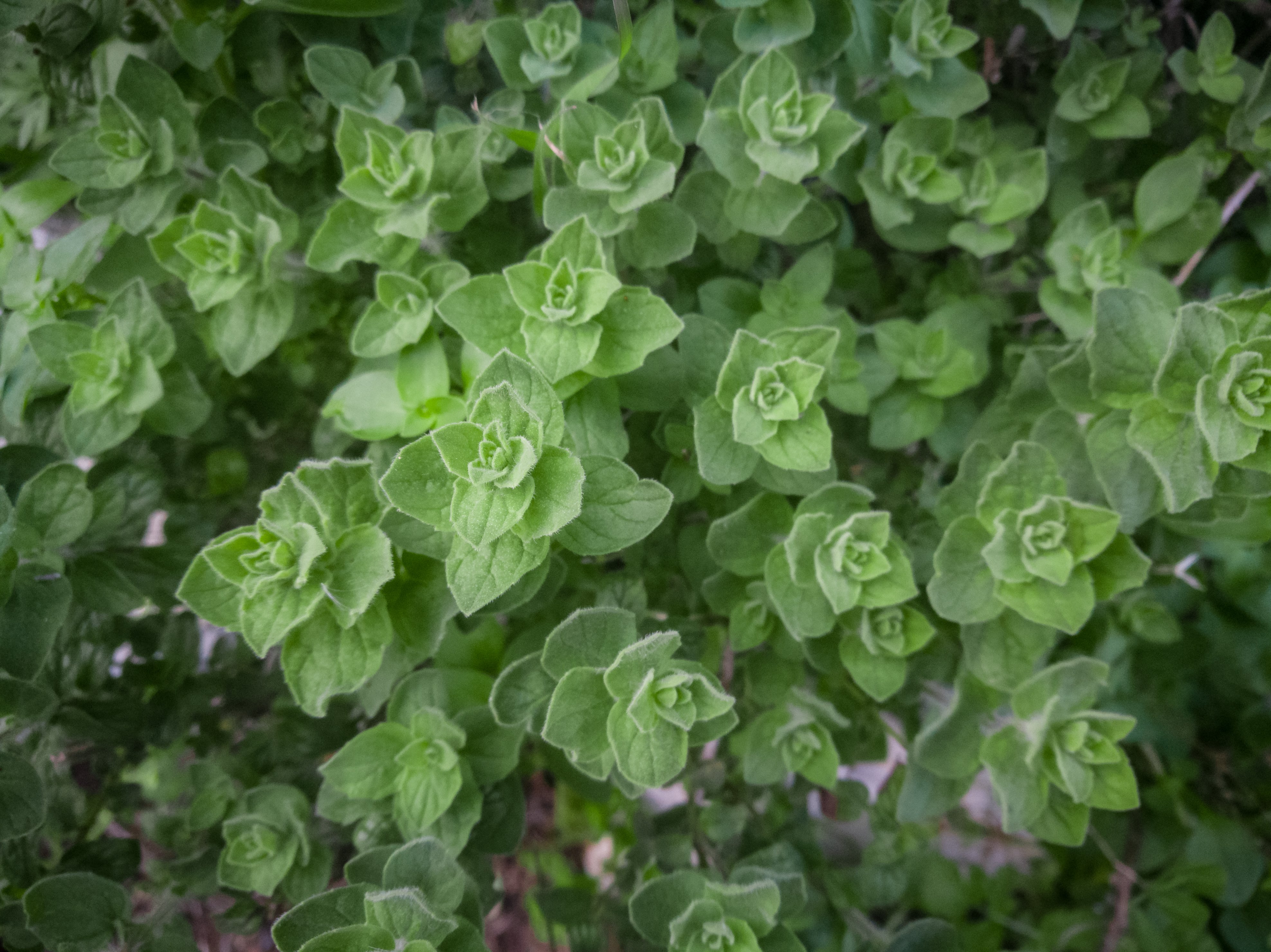 Greek Oregano