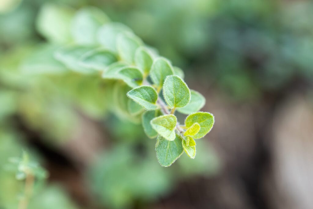 Italian ORegano