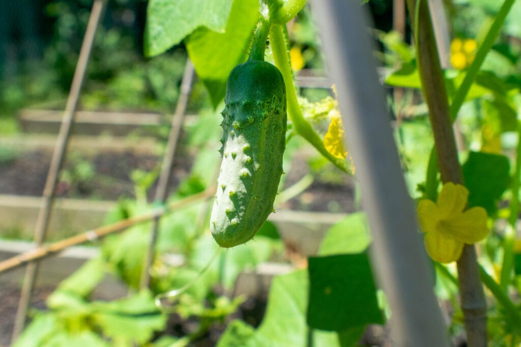 Kirby Cucumbers