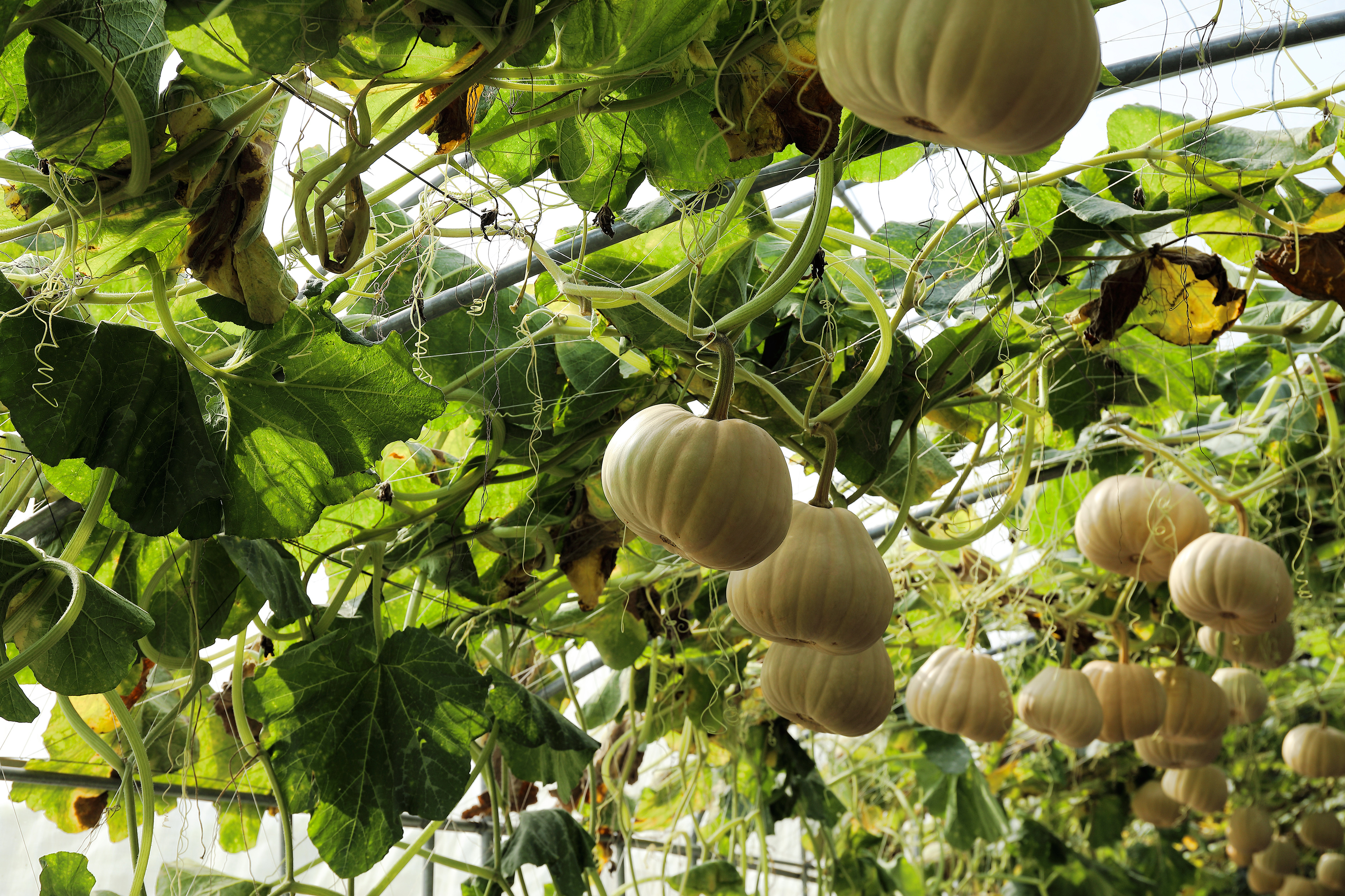 squash on trellis