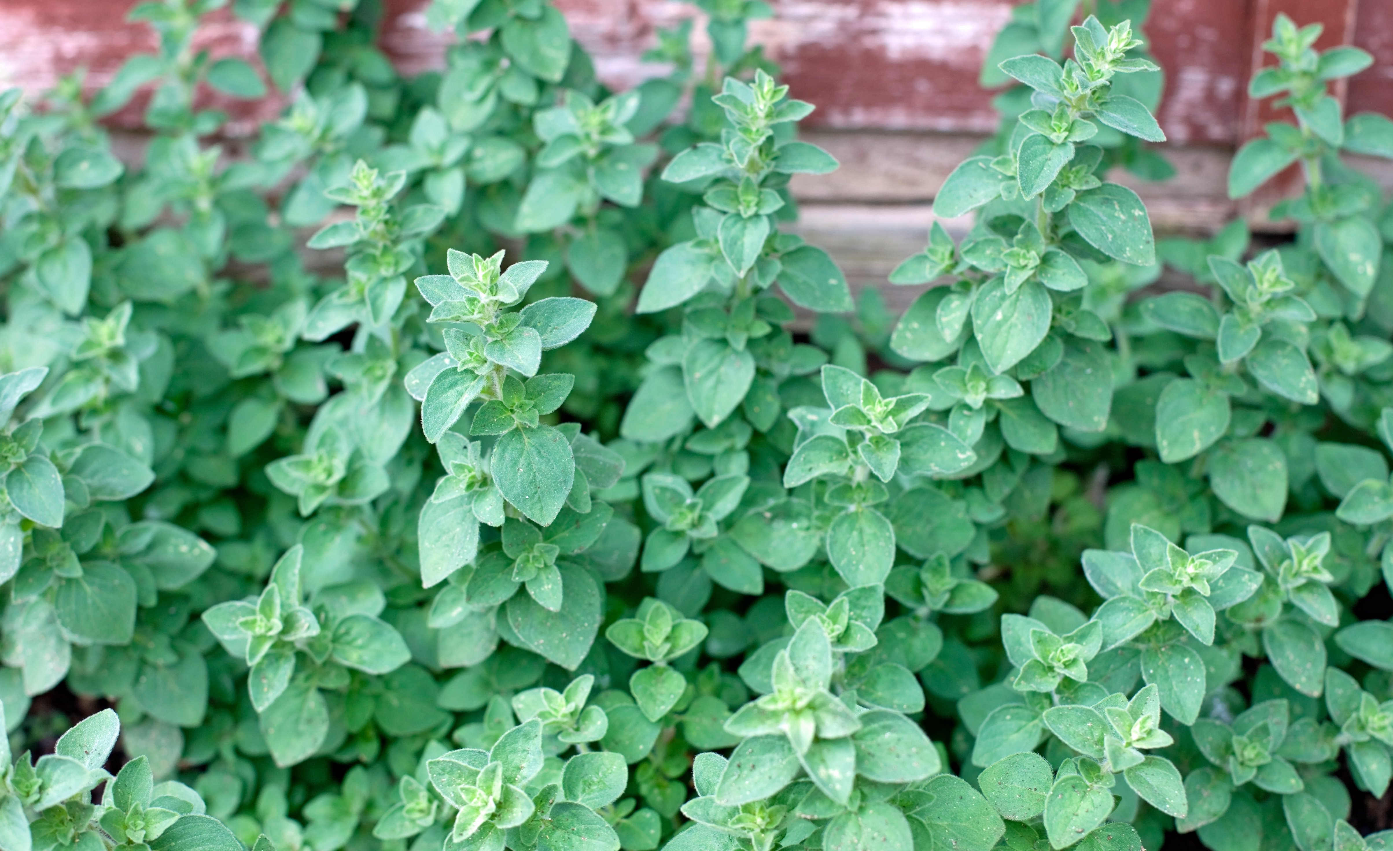 common oregano