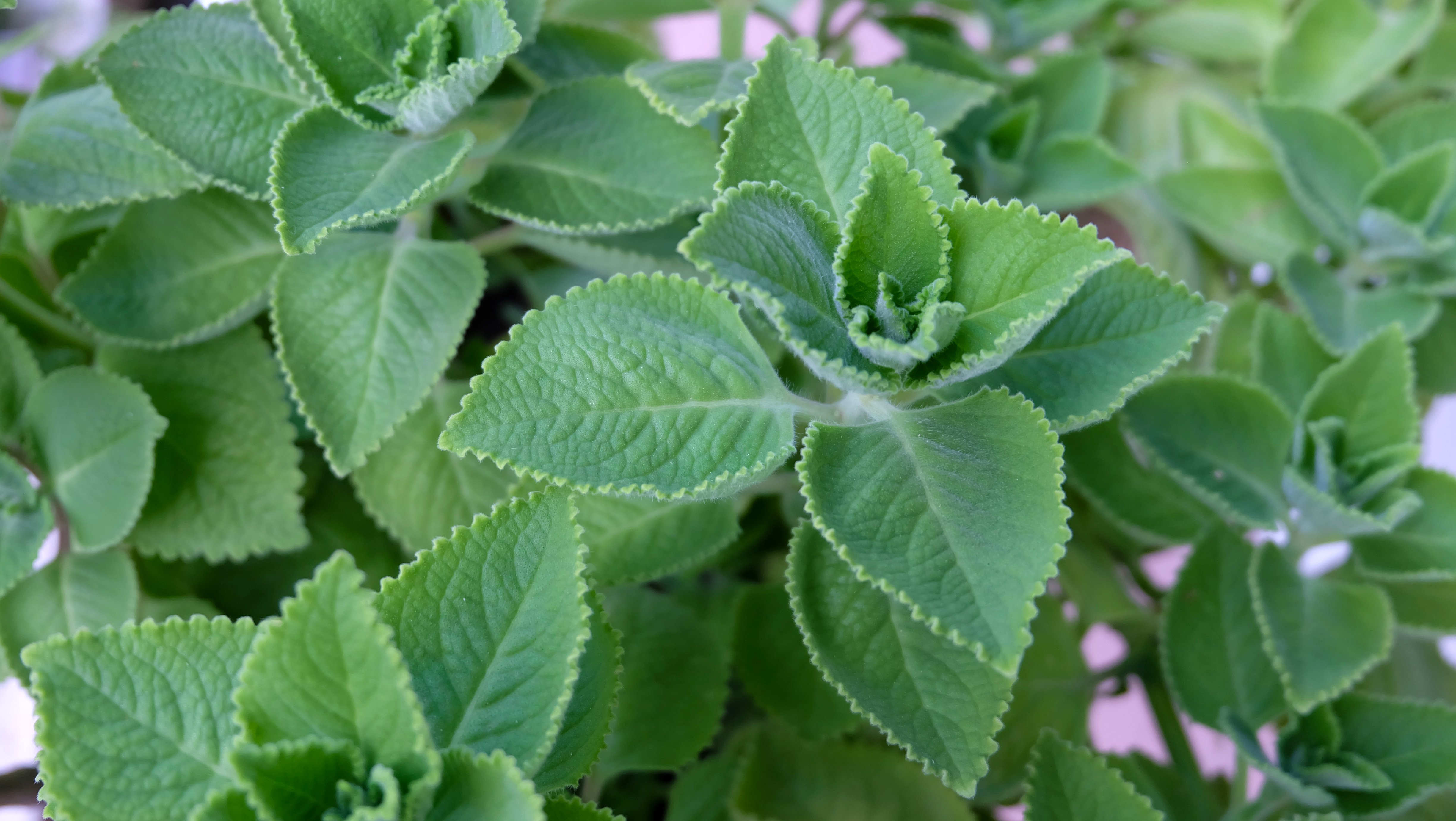 cuban oregano