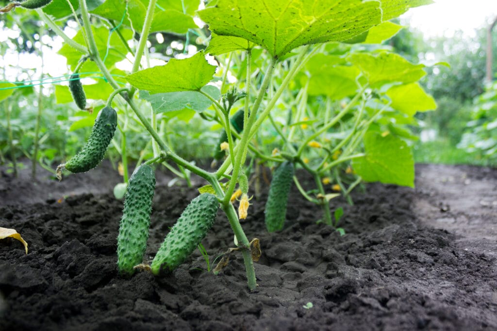 cucumbers