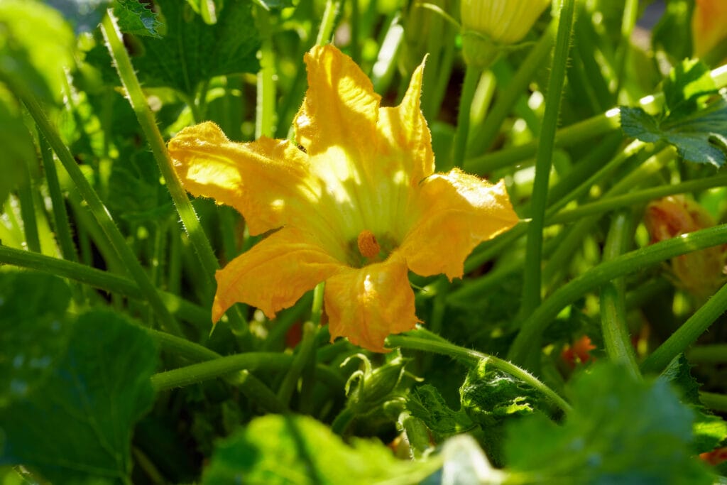 flowering zucchini