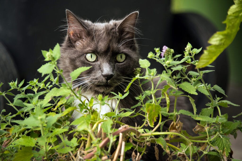 growing catnip