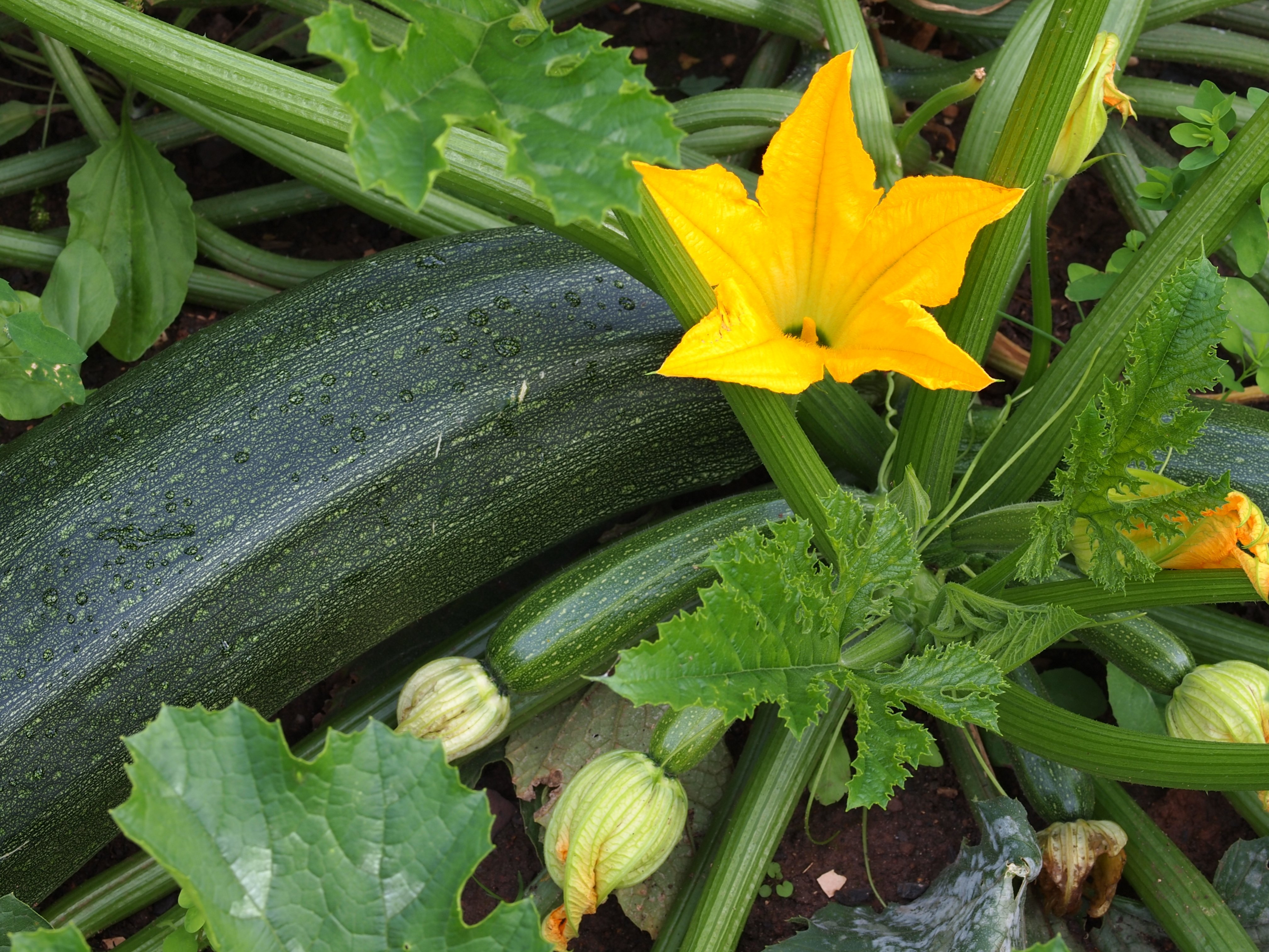 growing zucchini