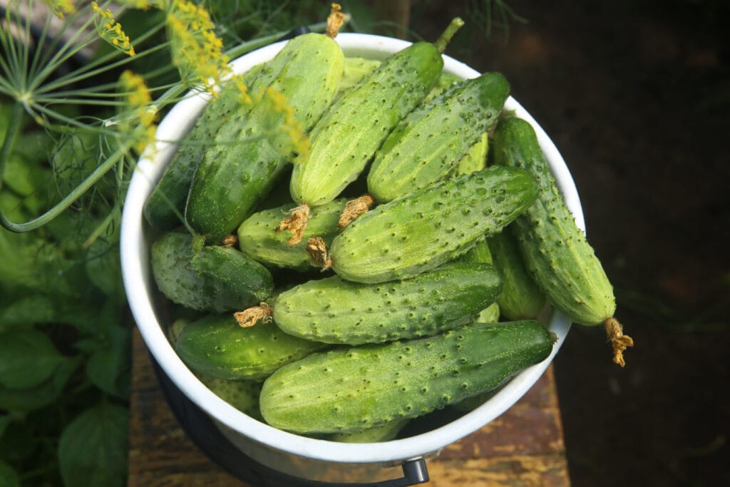 harvesting cucumbers