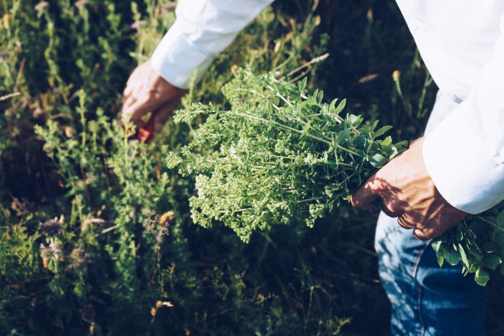 harvesting oregano