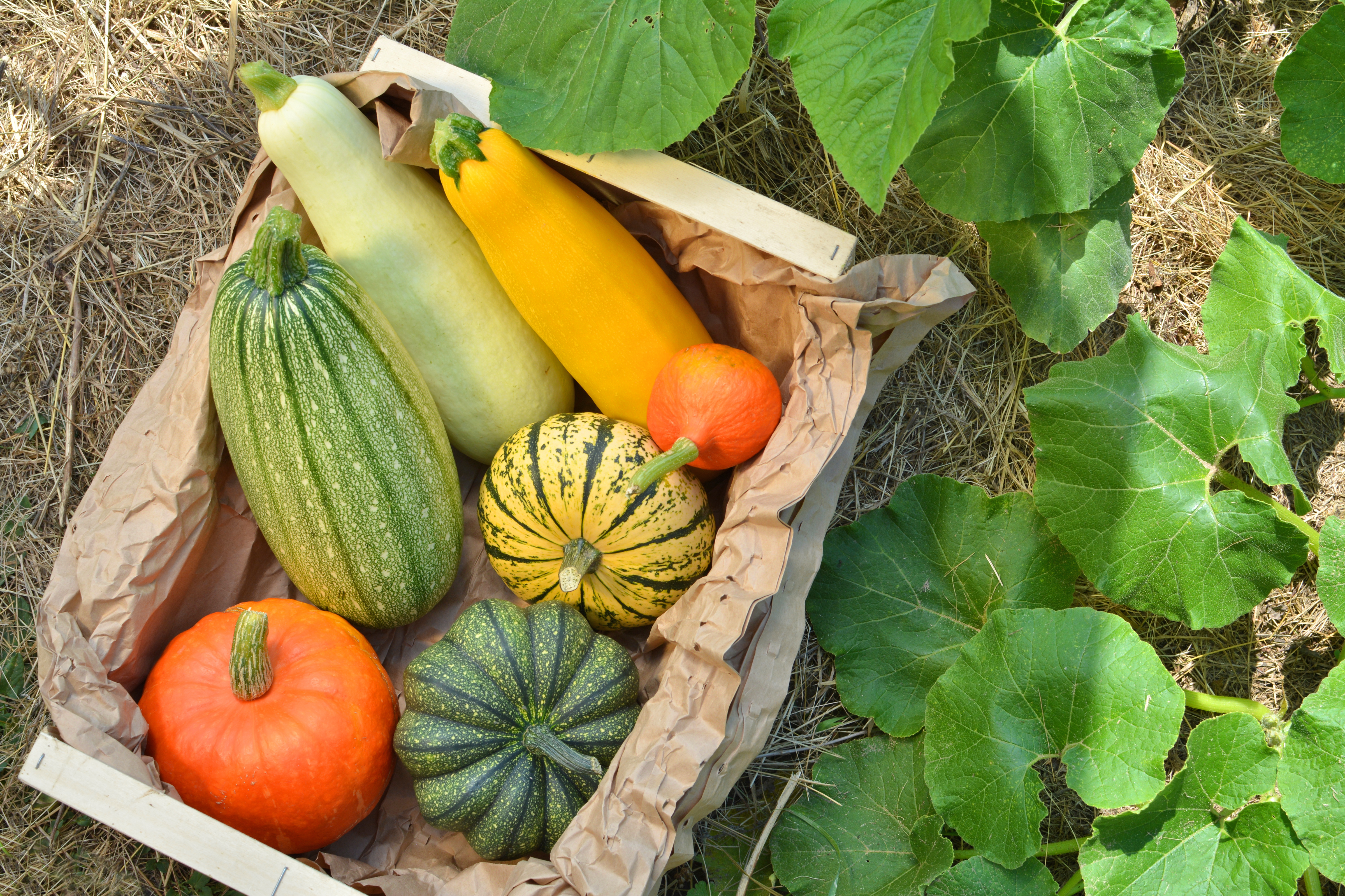 harvesting squash