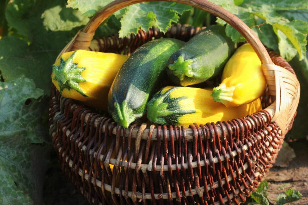 harvesting zucchini