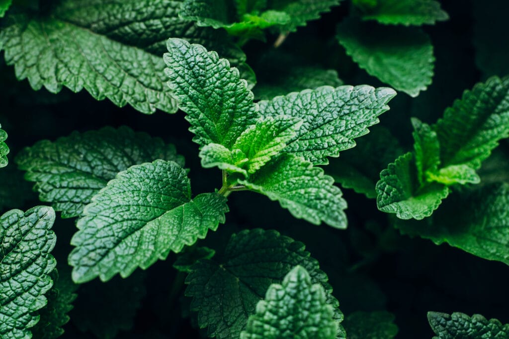 peppermint plant