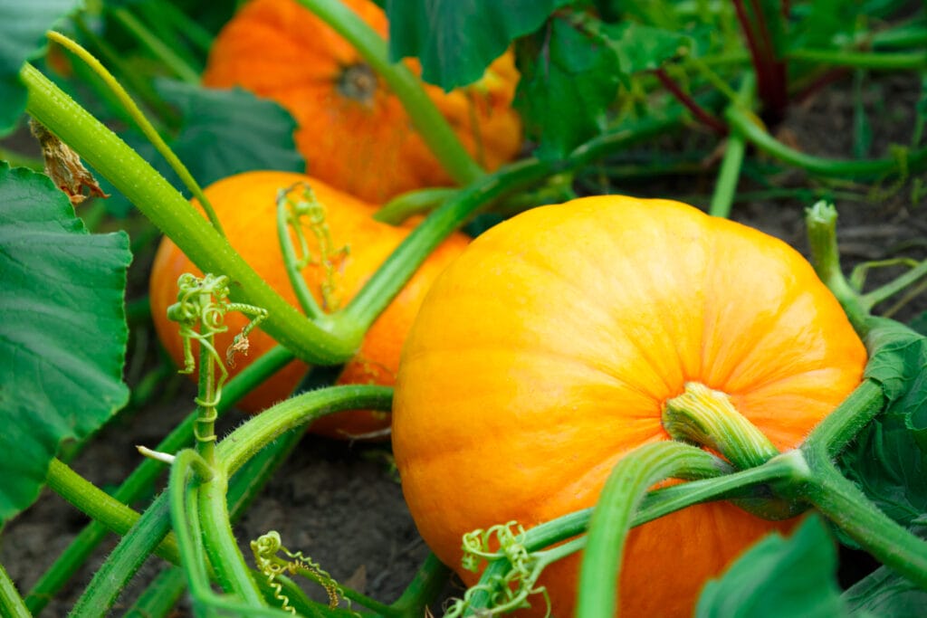 pumpkin growing