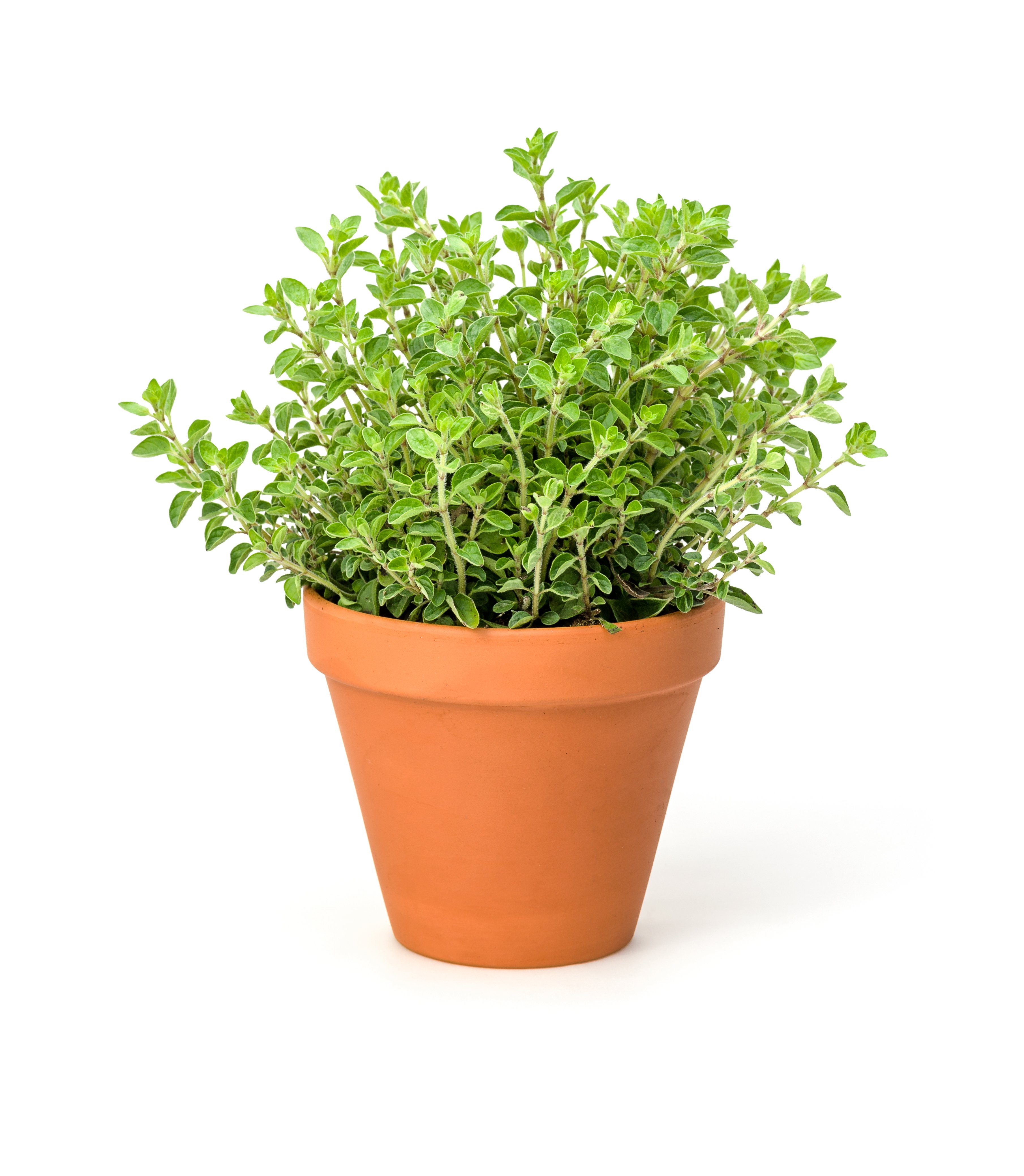 oregano growing