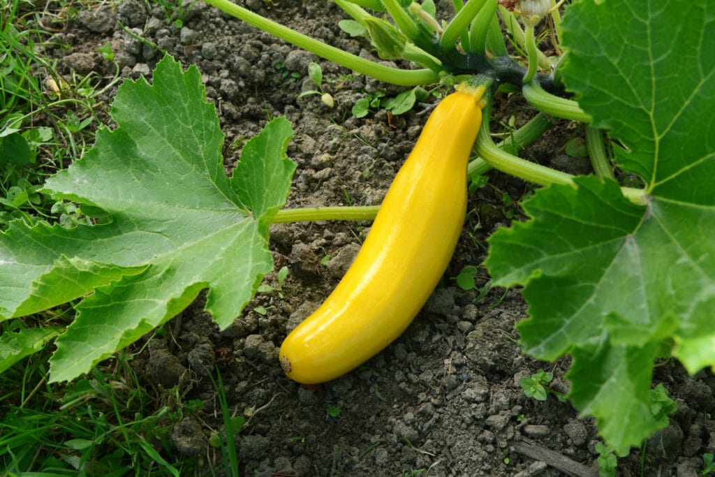 Yellow Zucchini