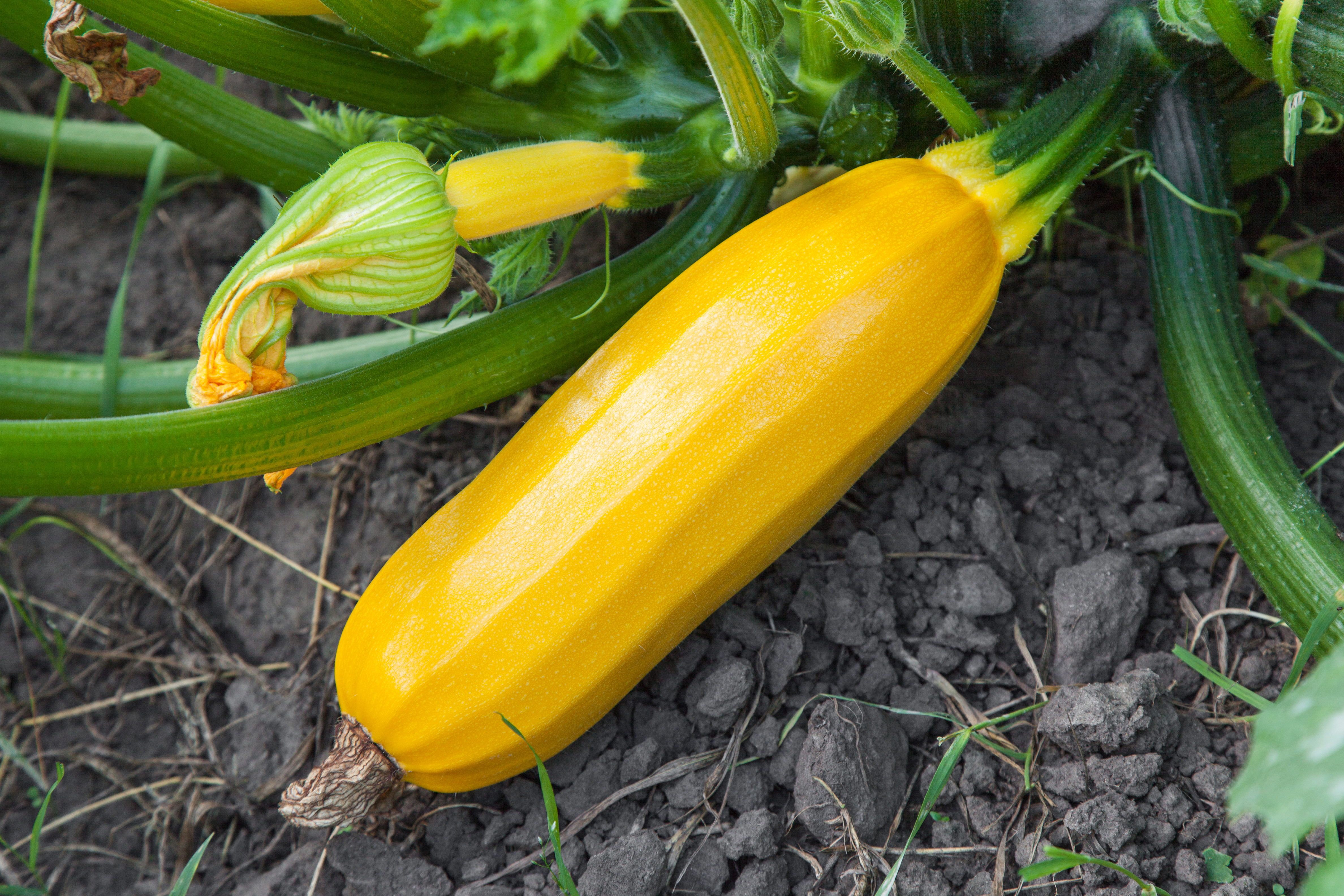 squash care