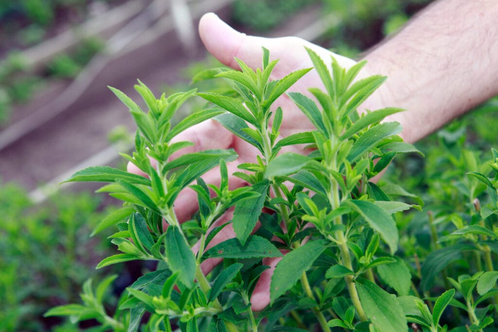 stevia caring