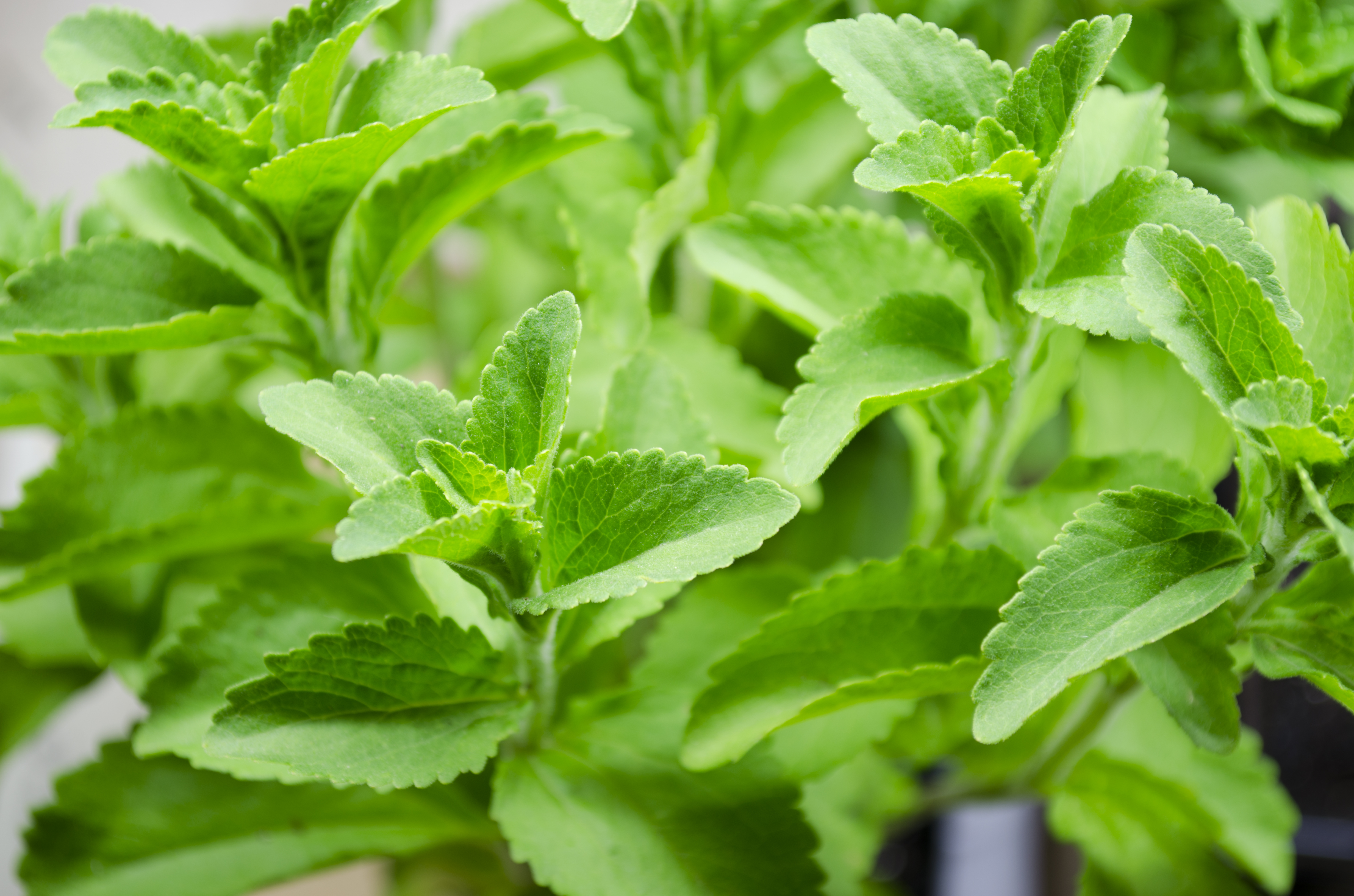 research paper on stevia plant