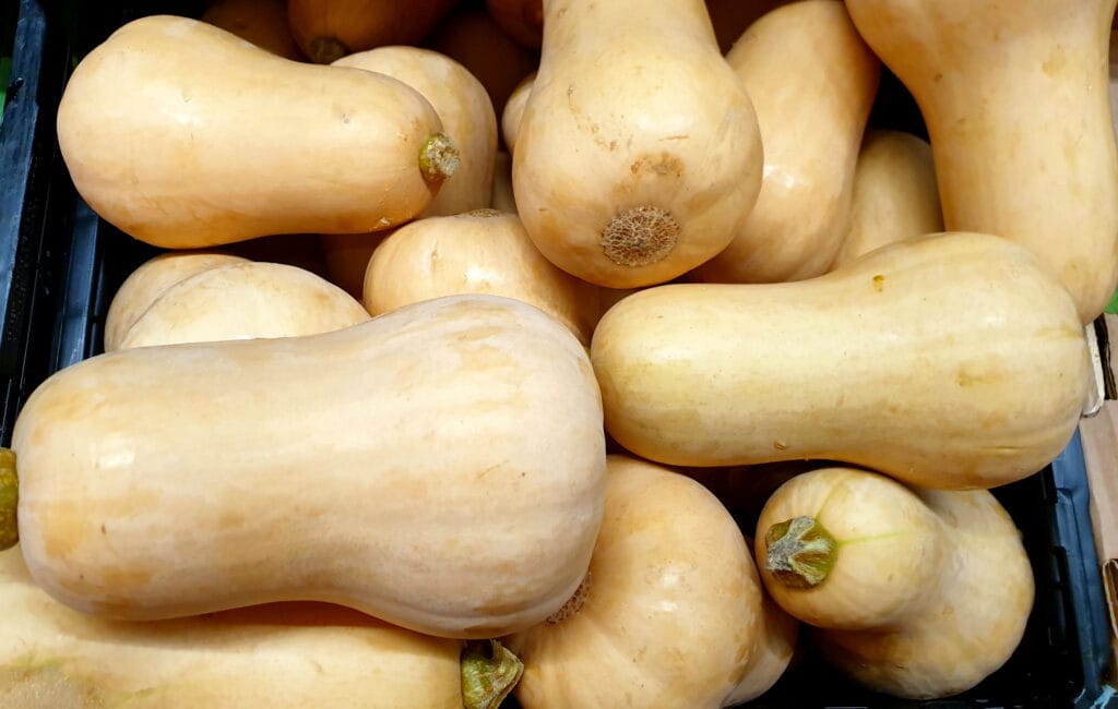 storing squash