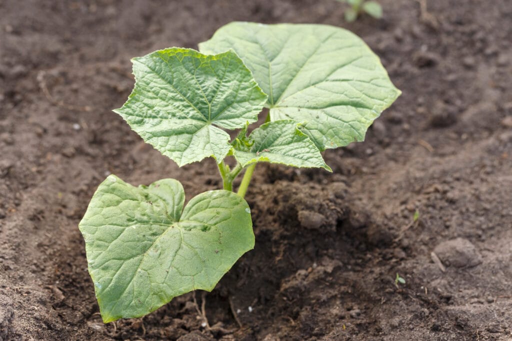 transplanting zucchini