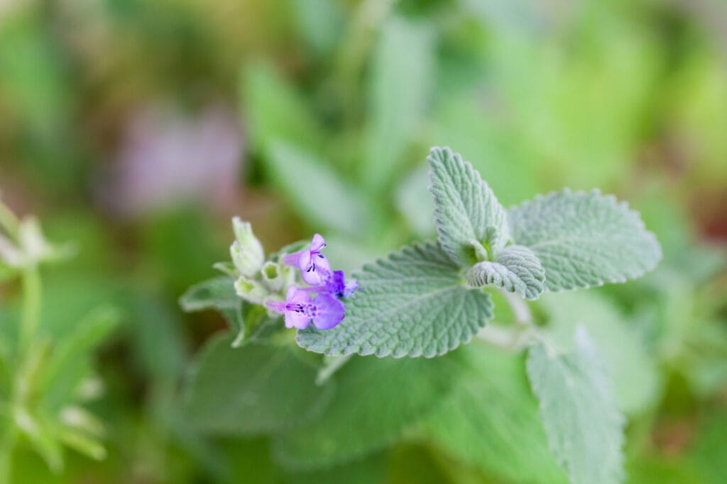 common catnip