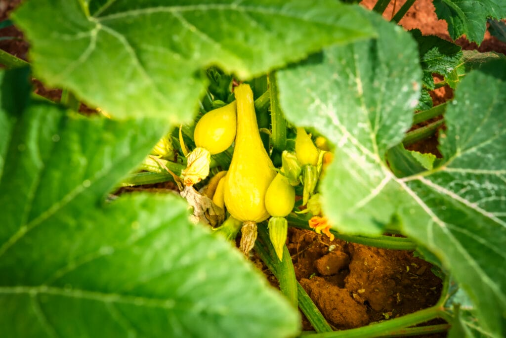 yellow crookedneck squash