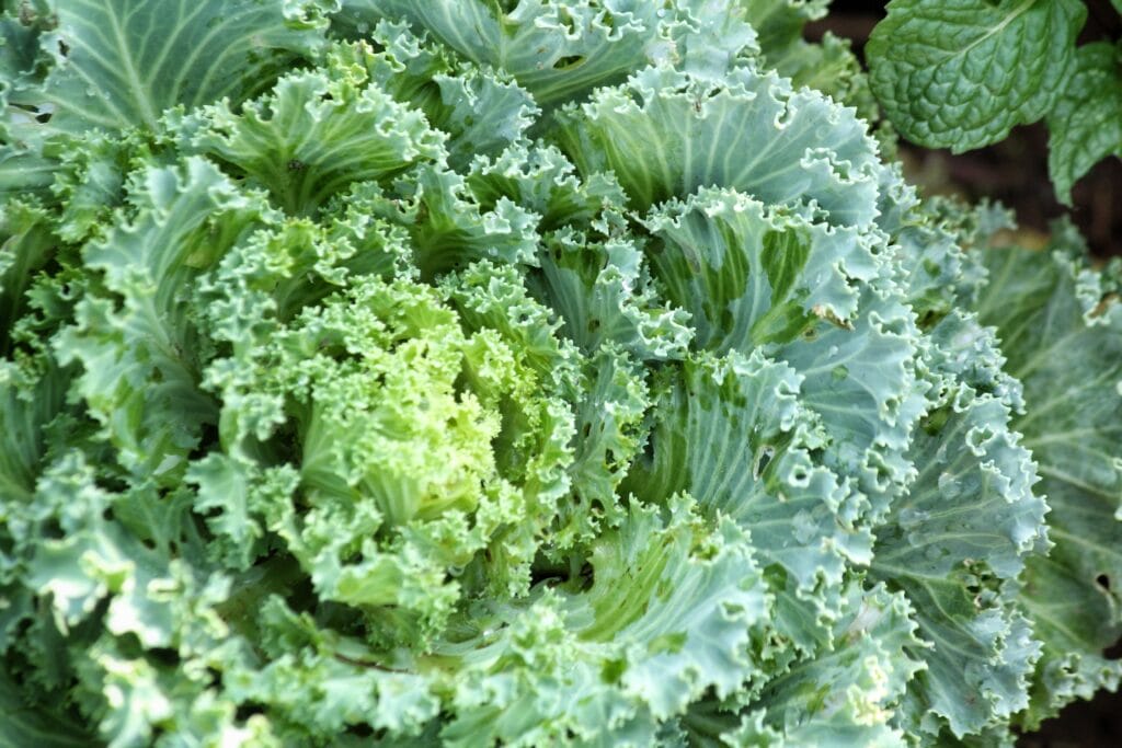 Curly Kale