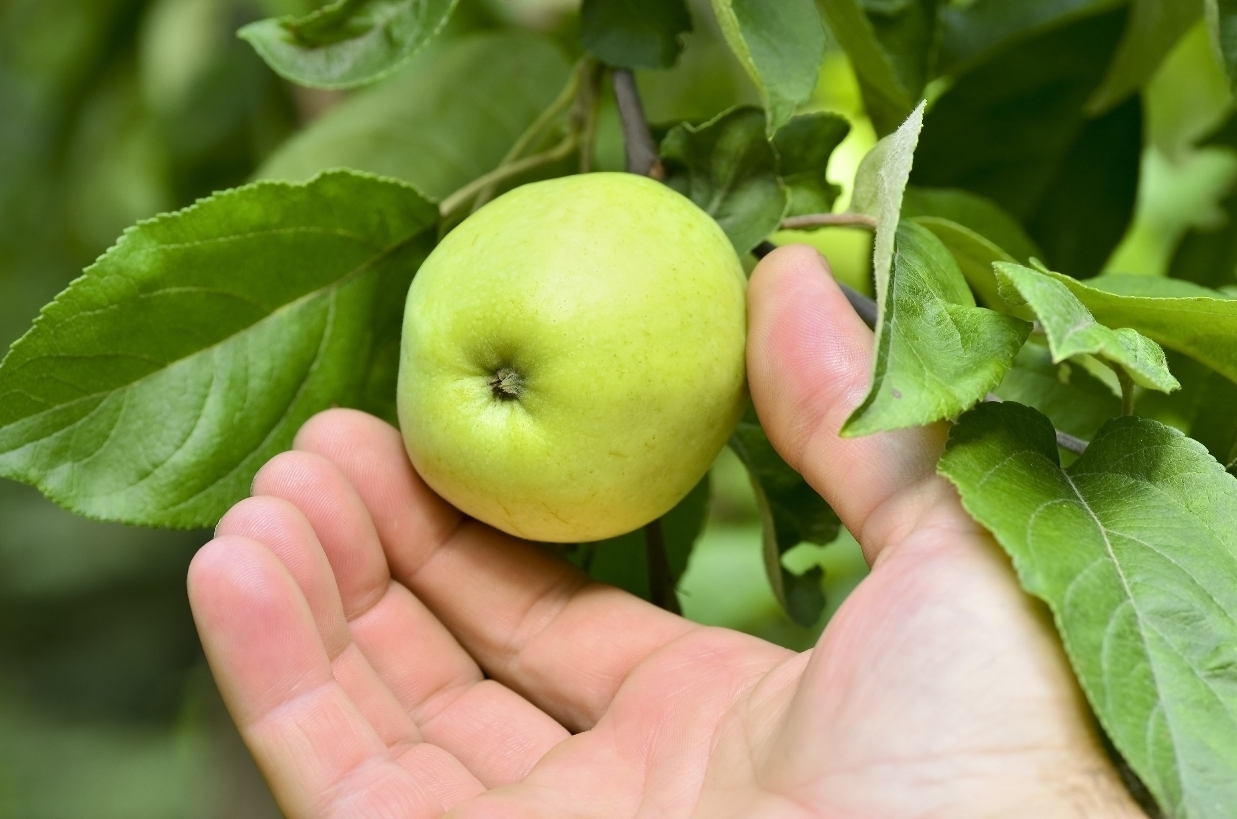 apple tree care