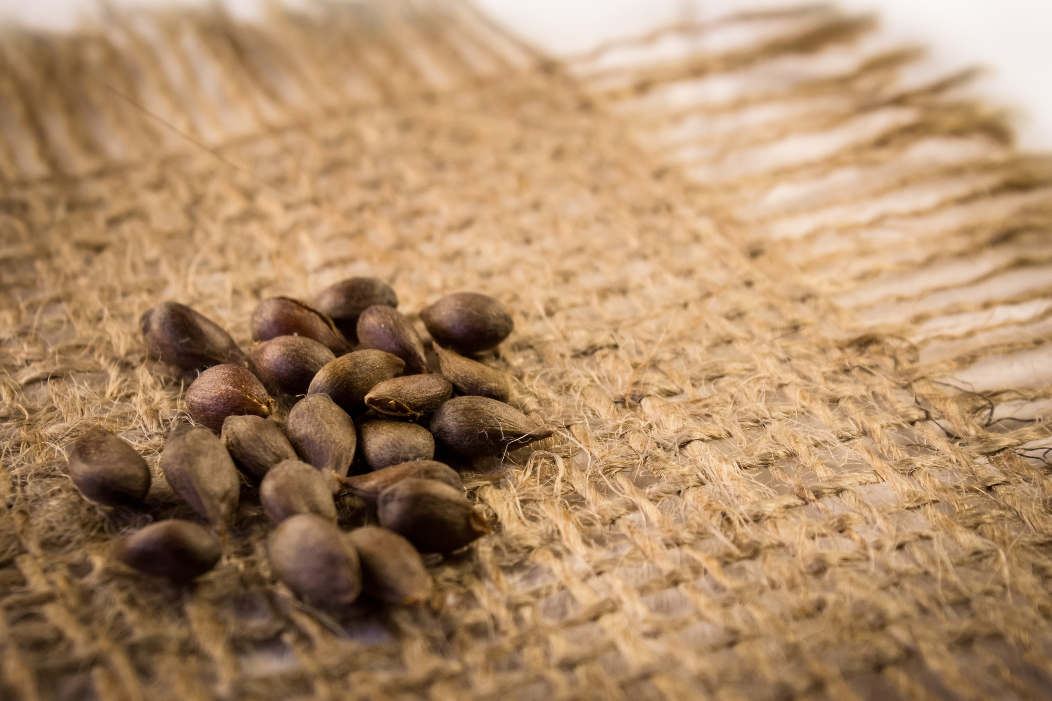 apple tree seeds