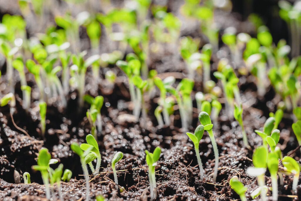 baby arugula